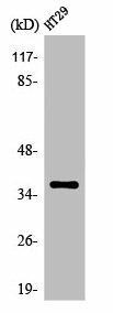 OR51T1 Antibody (PACO01239)