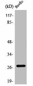 ANP32C Antibody (PACO01357)