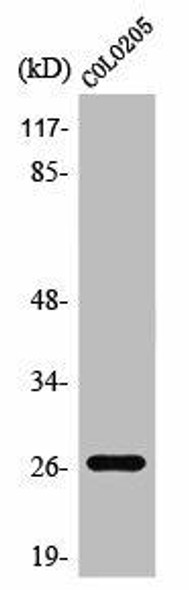 PRSS33 Antibody (PACO01368)