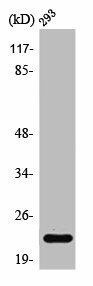 BBC3 Antibody (PACO01380)