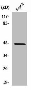 SLC17A2 Antibody (PACO01505)