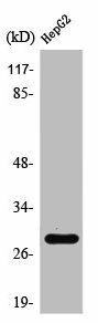 SPIC Antibody (PACO01529)