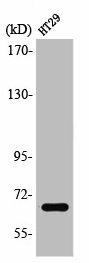 TAF5L Antibody (PACO01583)