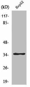 ZNF771 Antibody (PACO01734)