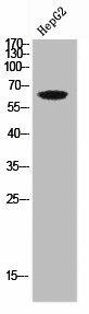 LILRB5 Antibody (PACO02179)