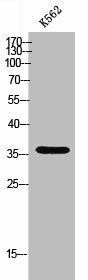 OR51F2 Antibody (PACO02441)