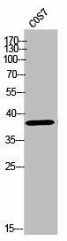 OR10Z1 Antibody (PACO02474)