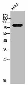 ZNF420 Antibody (PACO02509)
