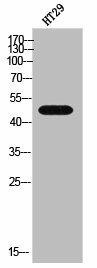 GDF7 Antibody (PACO02526)