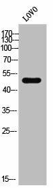 GPR180 Antibody (PACO02557)