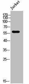 ZNF596 Antibody (PACO02577)