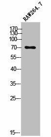 OLFML2A Antibody (PACO02579)