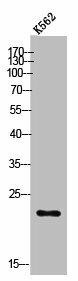 POLR3H Antibody (PACO02585)
