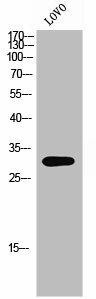 OR8K3 Antibody (PACO02692)