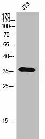 OR5A2 Antibody (PACO02699)