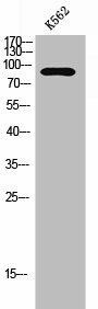 HNRNPUL2 Antibody (PACO02704)
