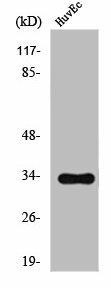 OR2T2/OR2T35 Antibody (PACO02882)