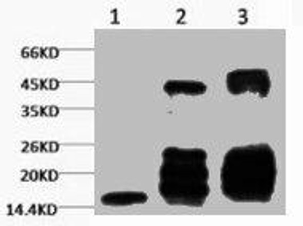 Anti-Di-methyl-Histone H3(K27) Antibody (MACO0073)