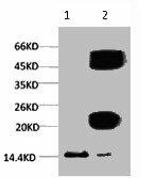 Anti-Tri-methyl-Histone H3(K9) Antibody (MACO0079)