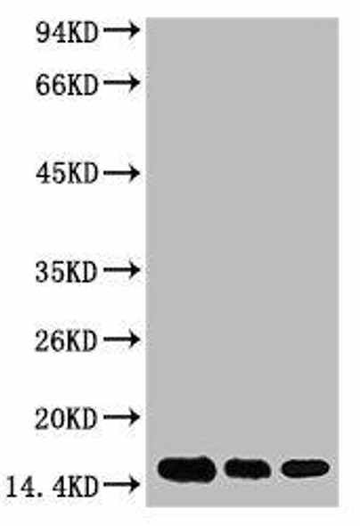 Anti-Di-methyl-Histone H3(K79) Antibody (MACO0086)