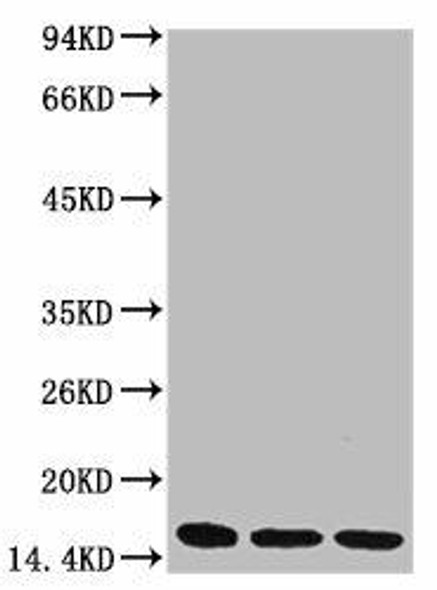Anti-Di-methyl-Histone H3(K36) Antibody (MACO0087)