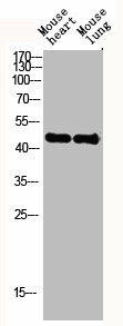 ACTG2 Antibody (PACO06229)