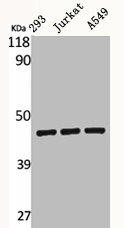 BMP8A Antibody (PACO06293)