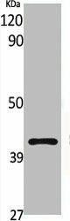 GPR132 Antibody (PACO06497)
