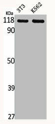GPR110 Antibody (PACO06523)