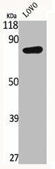 IL17RC Antibody (PACO06582)