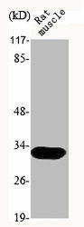 MEOX2 Antibody (PACO06649)