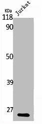 RABL2A Antibody (PACO06786)