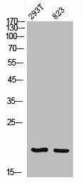 EPGN Antibody (PACO06928)