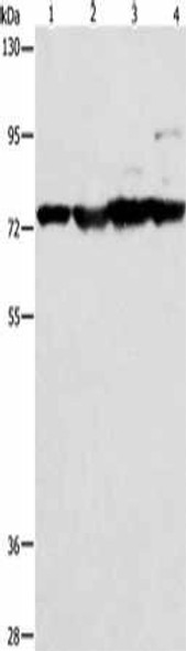 MMP15 Antibody (PACO14710)