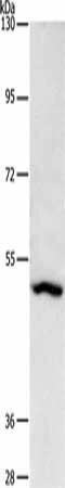 ASB10 Antibody (PACO15830)