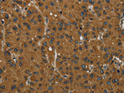 MIER2 Antibody (PACO16690)