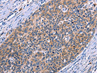 MSMO1 Antibody (PACO19615)