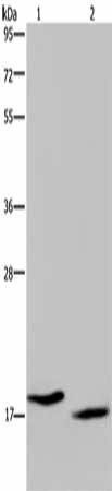 KLLN Antibody (PACO19913)