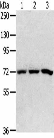 SRP68 Antibody (PACO20467)