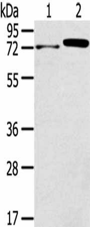TNIP1 Antibody (PACO20730)