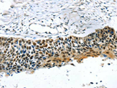 TRERF1 Antibody (PACO20759)