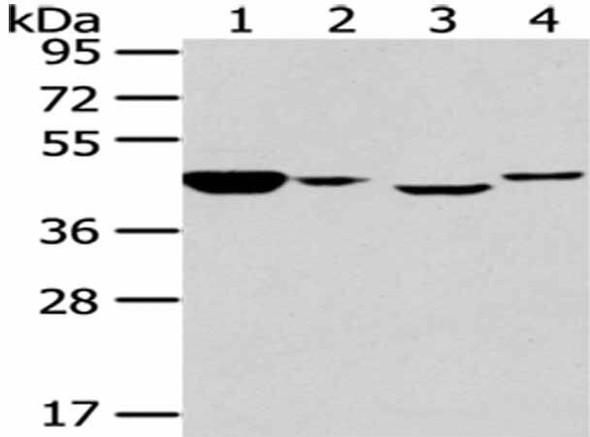 CHGA Antibody (PACO20910)