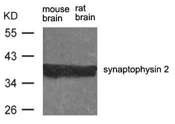 Synpr Antibody (PACO21458)