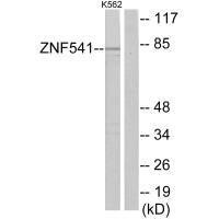 ZNF541 Antibody (PACO21950)