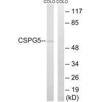CSPG5 Antibody (PACO22268)