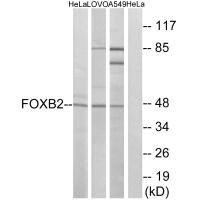 FOXB2 Antibody (PACO22333)
