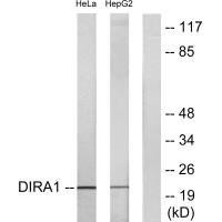 DIRAS1 Antibody (PACO22360)