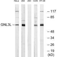 GNL3L Antibody (PACO22367)