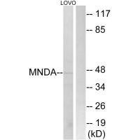 MNDA Antibody (PACO22433)