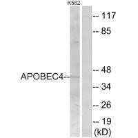 APOBEC4 Antibody (PACO22531)